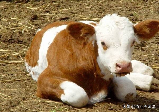 牛贩子承诺死牛包赔，看似靠谱，真的可信吗？