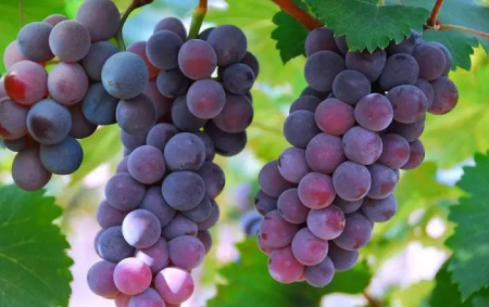 葡萄压枝生根最好方法,葡萄压枝生根最快方法