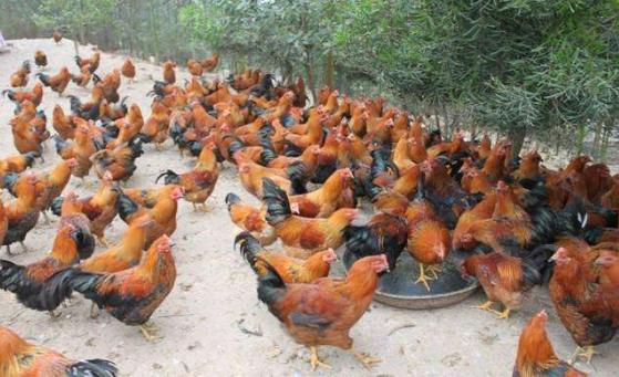 滑液囊支原体预防措施,滑囊炎支原体流行特点和防治措施