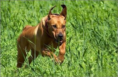 世界上一百种狗的图片,世界十种名贵狗