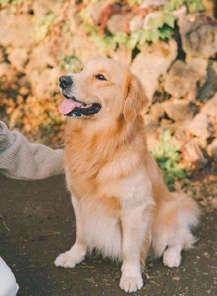 天热了！金毛突发皮肤病，开启“联动应急”系统