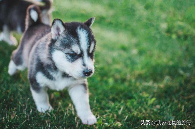 去哪买哈士奇幼犬,在哪里买哈士奇最好