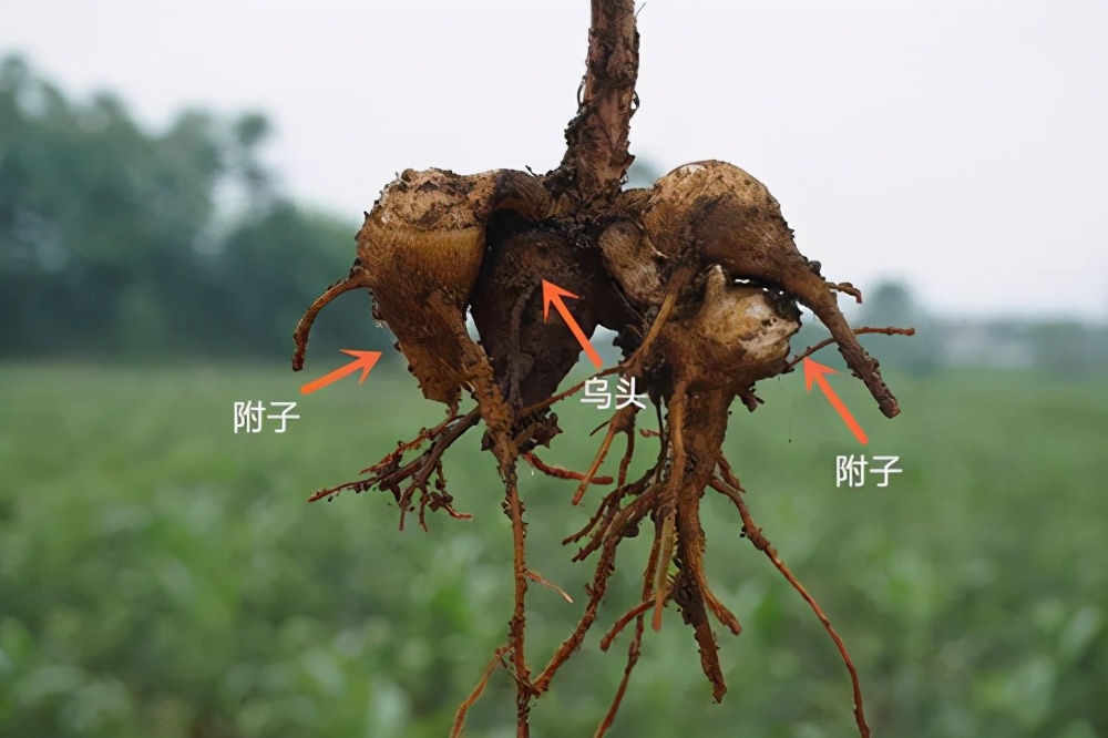 既是药中良将,又易毒发伤人,揭开它的双面药生