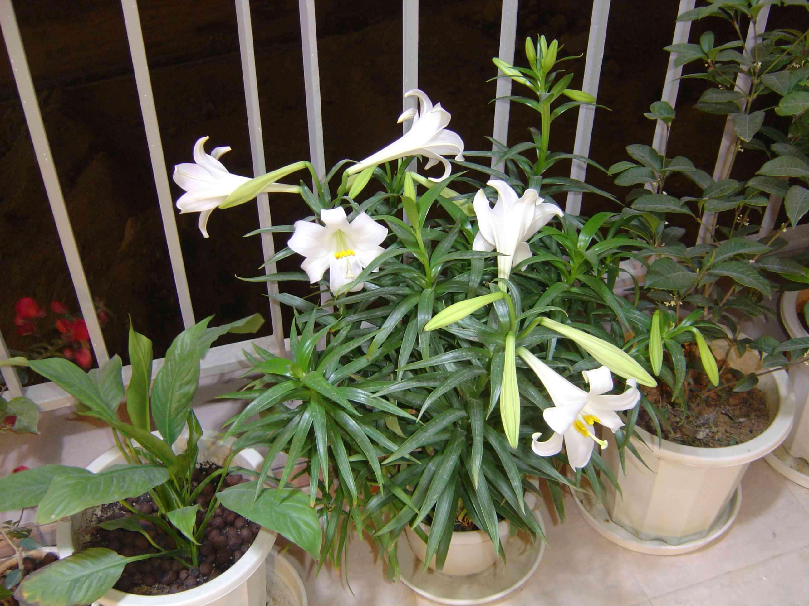 百合种球怎么养才能矮粗,百合从种球开始怎么养殖