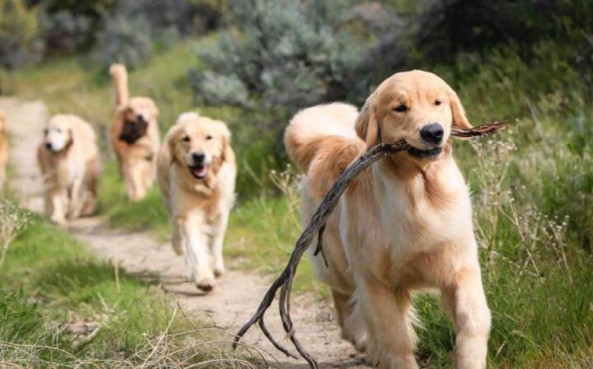 金毛是金色毛吗,金毛只有金色才是纯的么