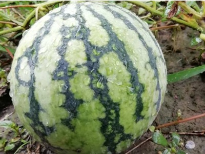 大棚8424西瓜种植相关视频,大棚种植8424西瓜亩产多少斤