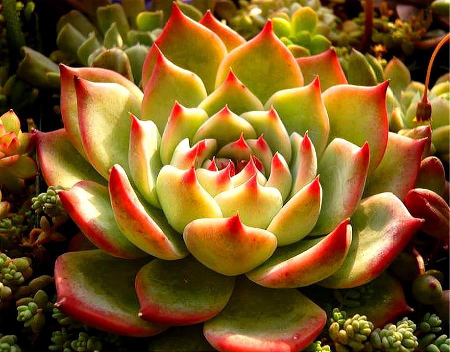 多肉吉娃娃摊大饼是怎么回事,多肉吉娃莲