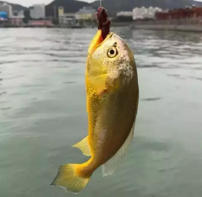 海捕常见海鱼,东海海鱼图片和名称大全