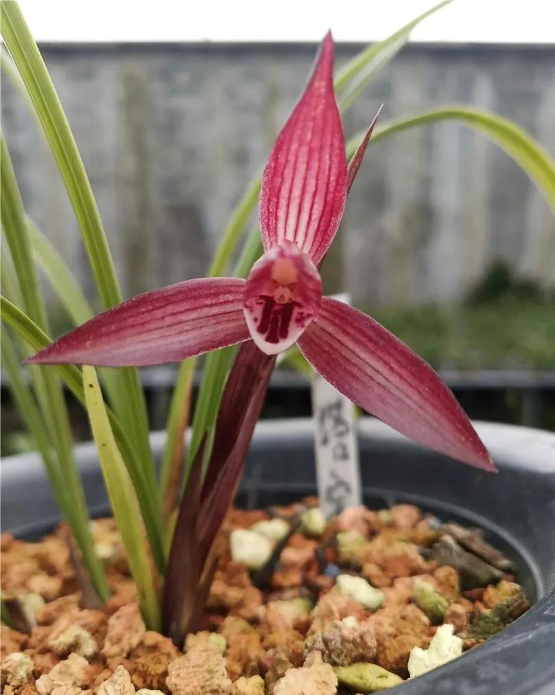 云南玉溪春兰,云南玉溪的春兰品种有哪些