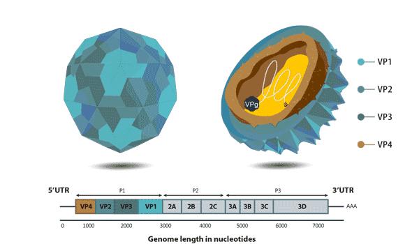 幼儿手足口病怎么传染的动画解说,手足口病儿童动画视频