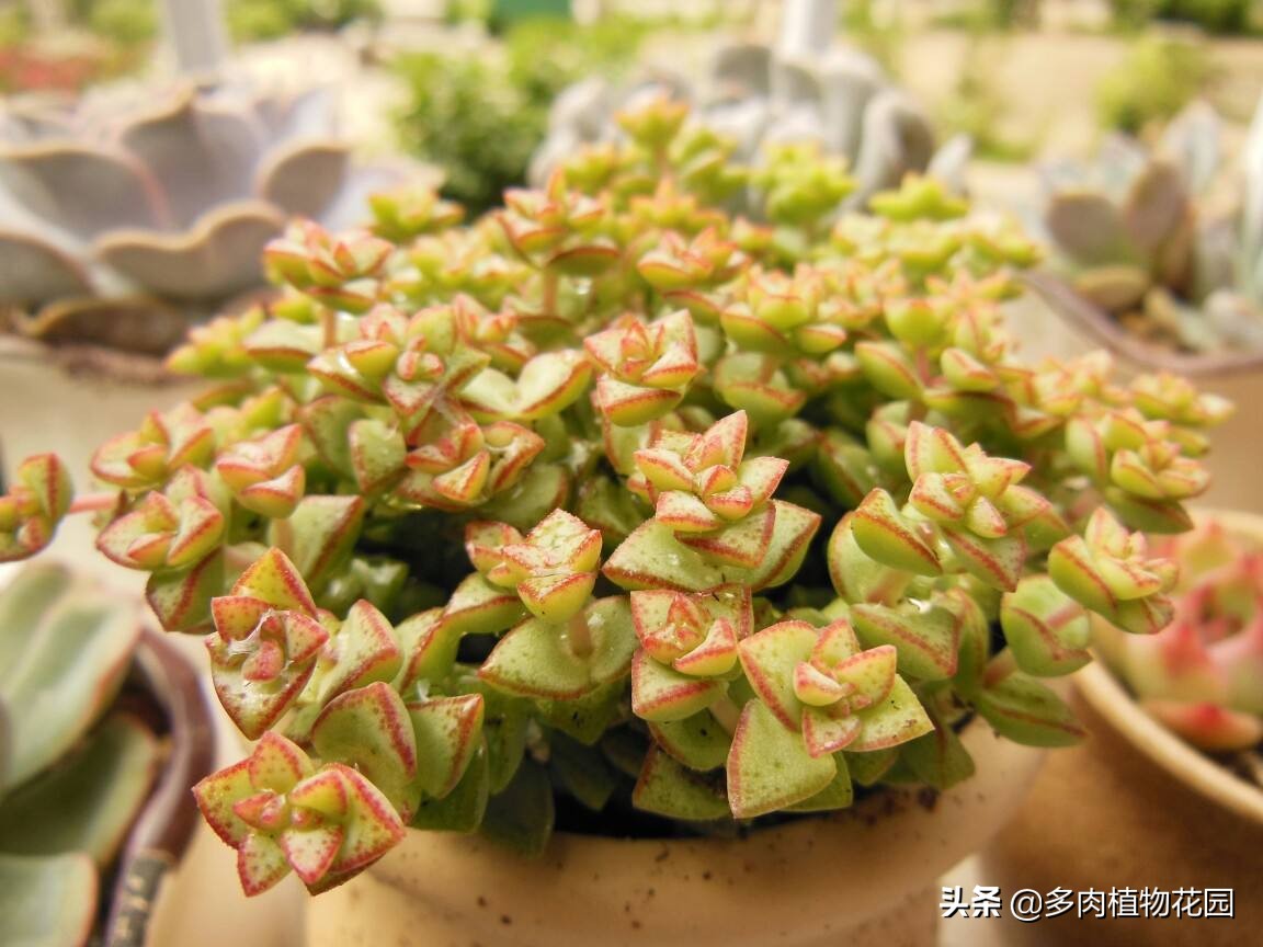 多肉换盆就浇了水多肉能死吗,多肉多久浇一次水多肉要怎么泡水