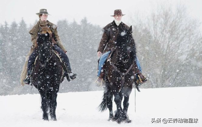 必备的马术知识,马术能不能速成