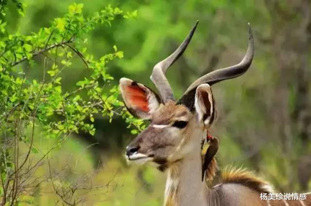 最残忍的十大文玩,带血的文玩有什么忌讳