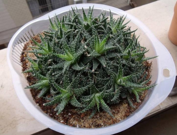 芦荟黄叶了能修剪吗,芦荟黄叶缺什么