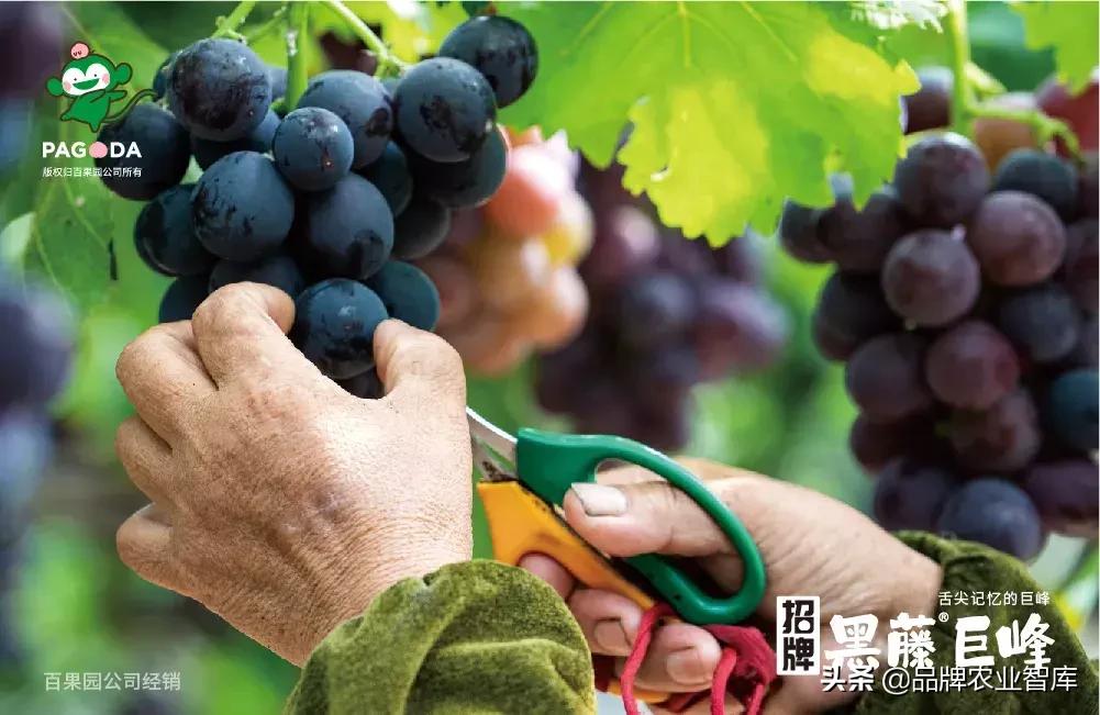 巨峰葡萄在中国的历史,巨峰葡萄谁引进