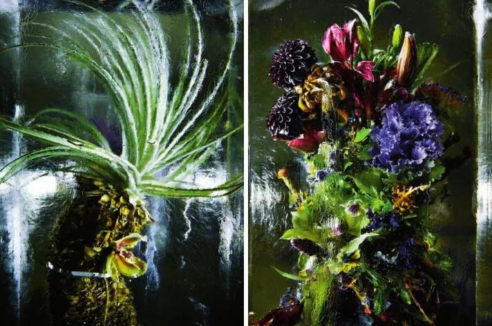 东信花卉简介,东信花树