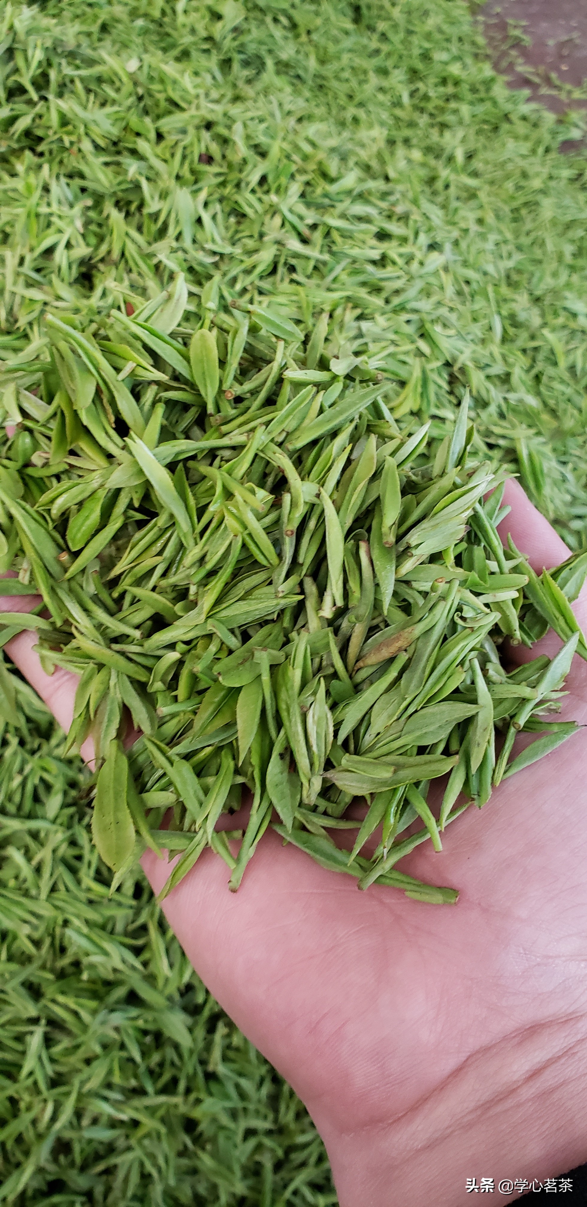 茶叶店到底有多暴利？