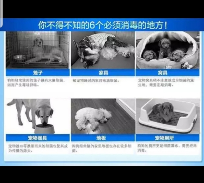 楼上养狗异味非常大怎么办,养狗狗怎么保持干净无异味