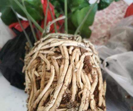 红掌烂根怎么样才能救活,红掌烂根怎么救