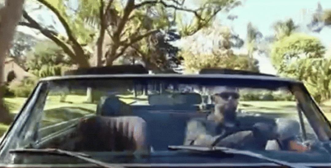 猫为什么总凶别人,猫为什么凶新来家的小猫