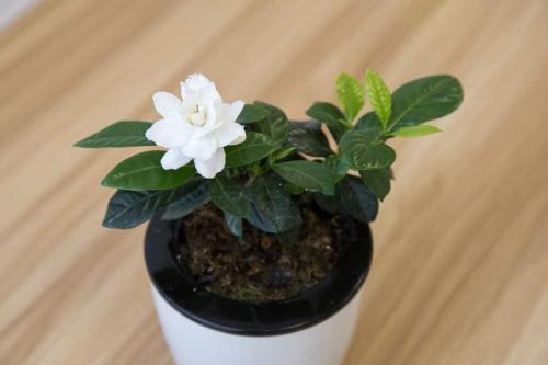 盆栽栀子花要怎么养才开花,新手养栀子花怎么才能快速开花