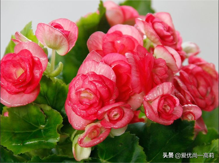 完美搭配，背阴阳台咱们也可以打造一个花园！