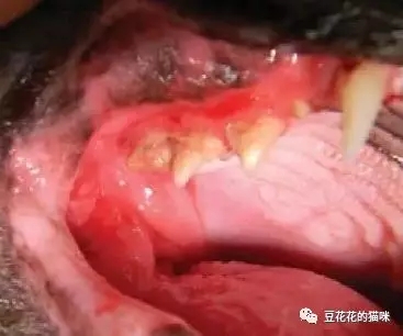 猫咪口炎到处流口水治不好,猫猫口炎流口水