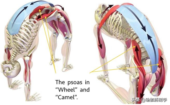 初学者在家就能练的瑜伽经典动作,初学者如何快速get到瑜伽轮式