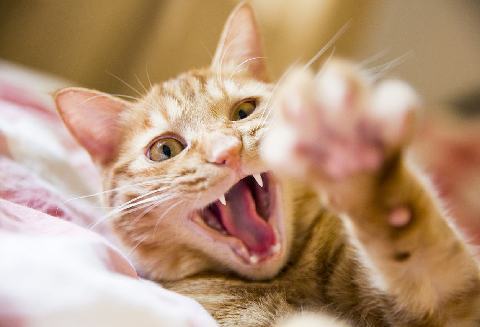 辟谣，猫应接受巴尔通体治疗？与猫抓病有何联系，如何预防与治疗