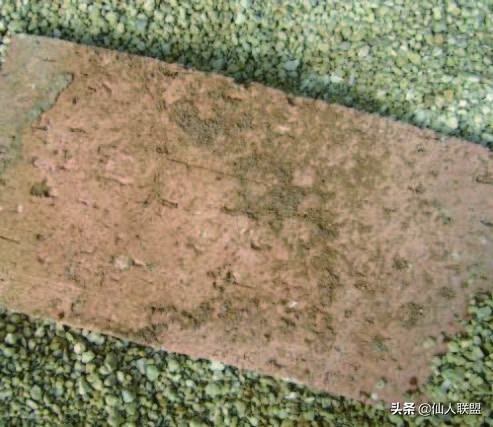 石食者THESTONEEATERS六