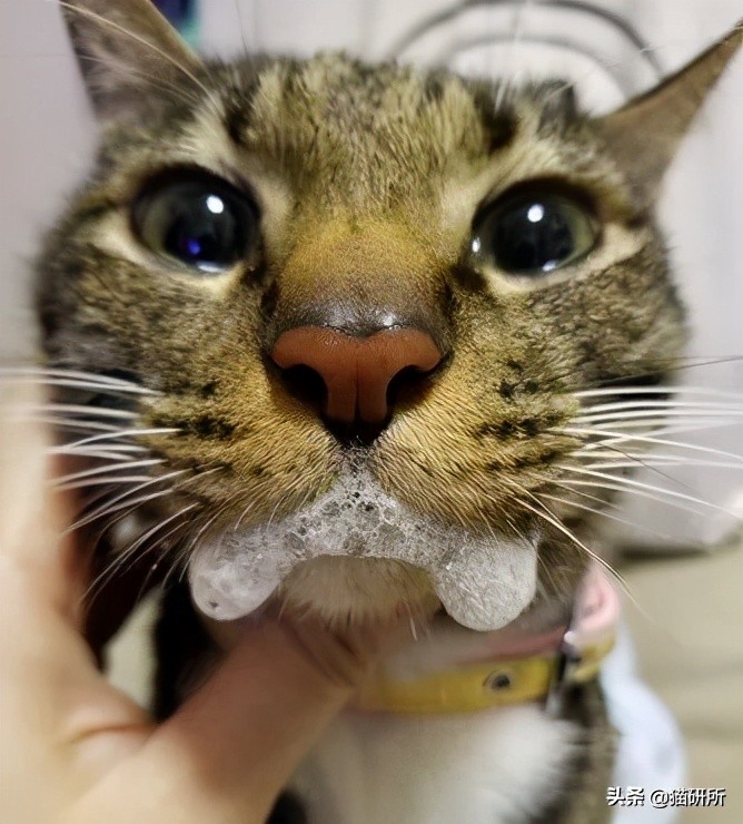 一学就会的喂药秘笈！轻松解决猫咪的吃药难题