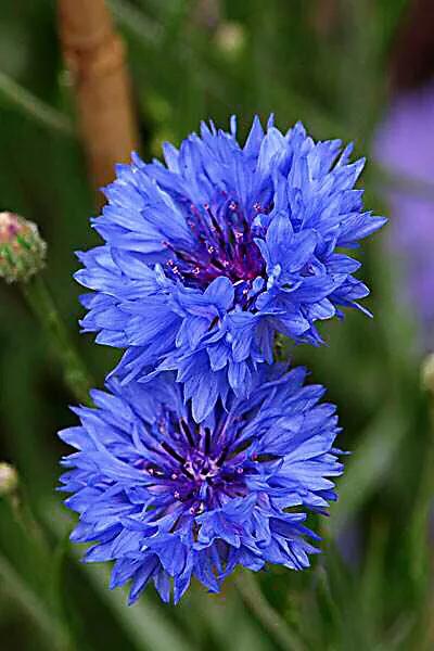 德国国花什么颜色的矢车菊,矢车菊国花