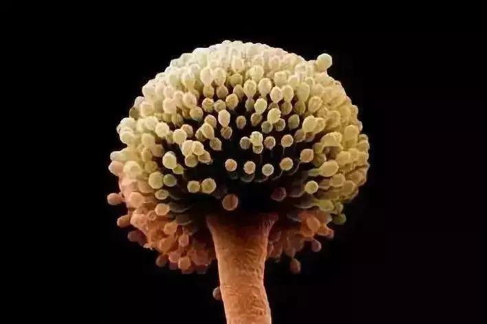 德国欧乐菲不锈钢砧板,德国不锈钢砧板