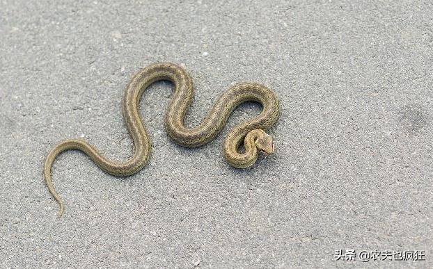 怎么分辨被蛇咬伤有毒没毒,被毒蛇咬伤可以用嘴吸出毒液吗