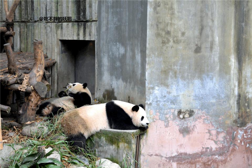 吃货夫妻结婚2周年，去成都逛吃逛吃，3天花了5600元~