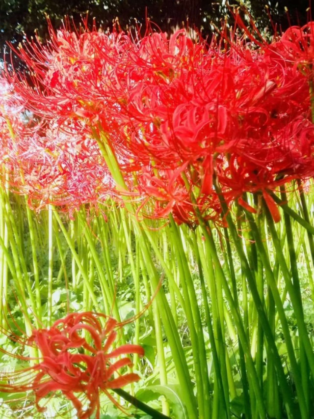 黄泉路上最美的风景，总能触动我内心最敏感的神经