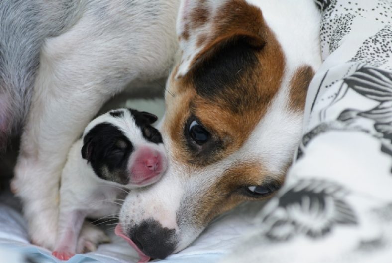 狗狗第一次怀孕主人该怎么办?这六点帮你做好准备,迎接新生命