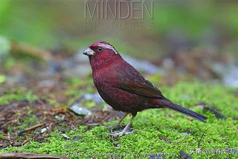 传说中的四大神兽朱雀是什么样子,朱雀在上古神兽中最强吗