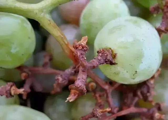 涨知识了最热的葡萄品种都在这里,涨知识冬虫夏草