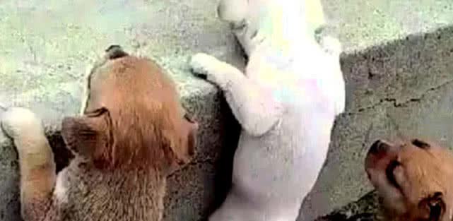 小狗狗上不去台阶,便想出了叠罗汉的方法,主人当场看傻了眼