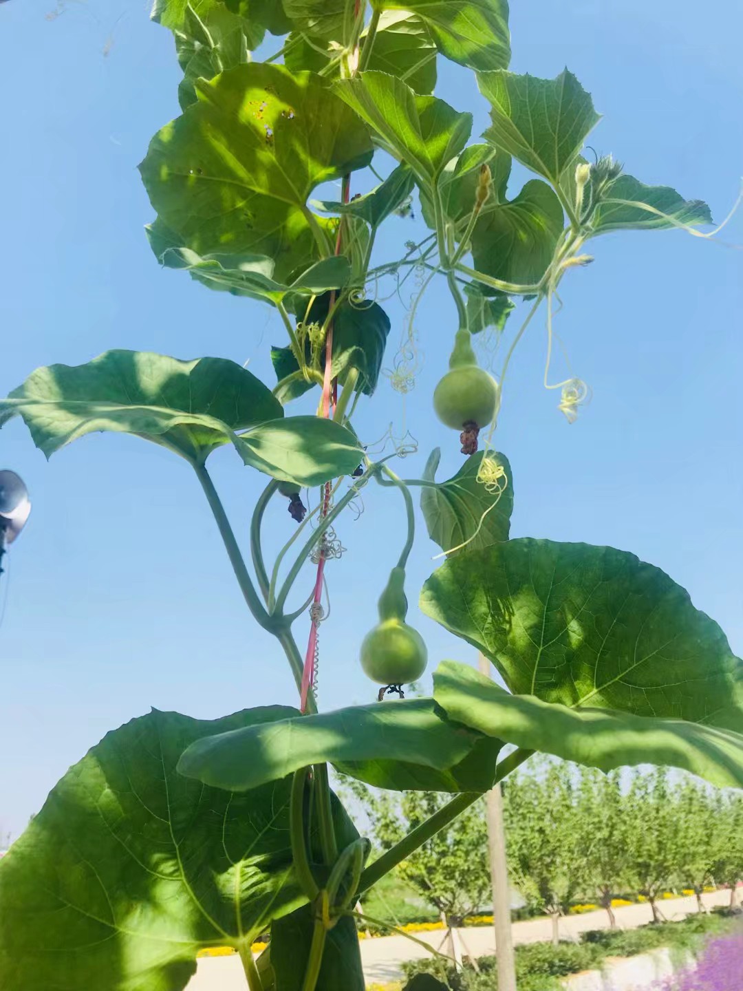 同心花海风景区,春光无限好旅游观光