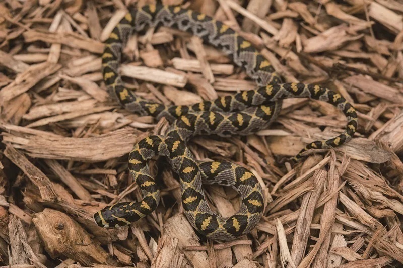 生平第一次见到的蛇,认识全世界的蛇