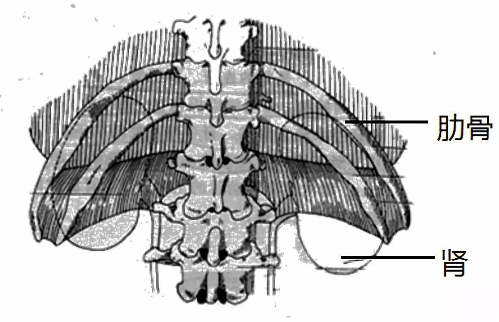 泌尿系统解剖图谱大全,2022泌尿系统的解剖生理讲解课程