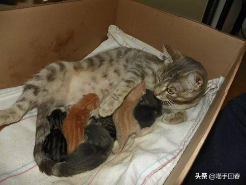 母猫难产应该怎么办,母猫难产有哪些原因