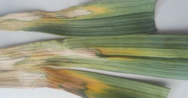 细菌性软腐病大蒜根部会烂吗,治疗大蒜软腐病的首选药剂是