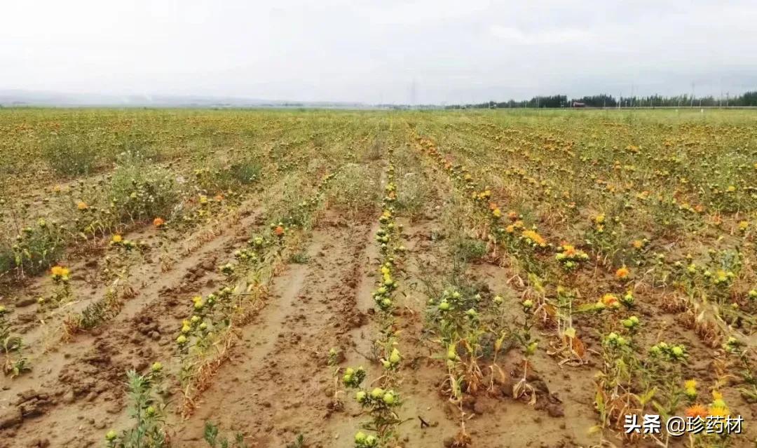 今年红花价格能涨多少,红花最新价格回落