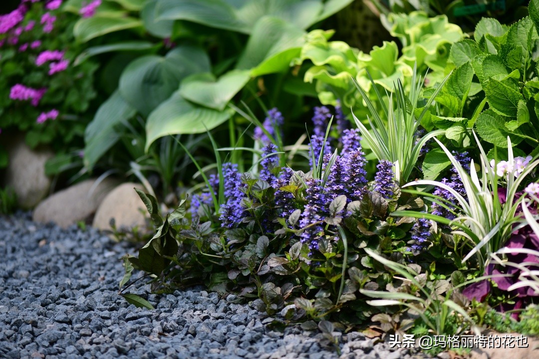河马花园植物大全,荷马花园的月季