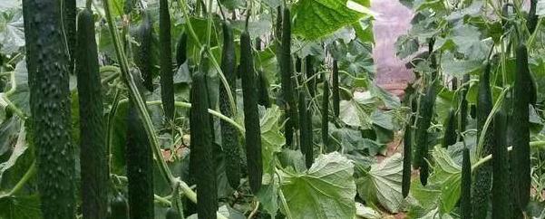 黄瓜秧子叶子发黄怎么处理,黄瓜叶子白斑怎么治