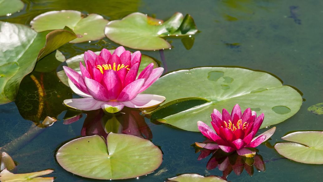 花卉绿植种植大全,温室常见的花卉