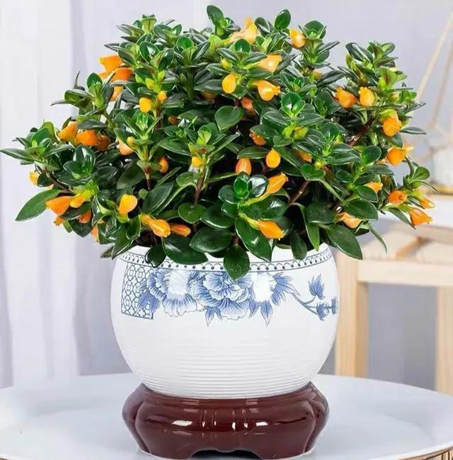 小金鱼花怎么养花开不败,小金鱼花好养吗图片